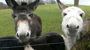Happy Scottish Donkeys - Corporate Laughter Yoga Training & Workshop Specialists in the UK | Corporate Wellness & Workplace Wellbeing Programmes, Trainings & Workshops in London UK with Laughter Yoga Expert Lotte Mikkelsen