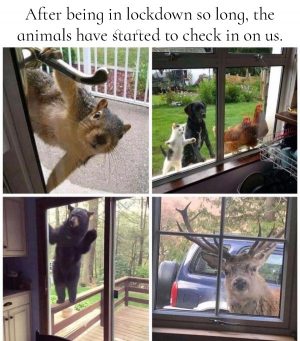 animals check in on us in lockdown e1588148310241 - Corporate Laughter Yoga Training & Workshop Specialists in the UK | Corporate Wellness & Workplace Wellbeing Programmes, Trainings & Workshops in London UK with Laughter Yoga Expert Lotte Mikkelsen