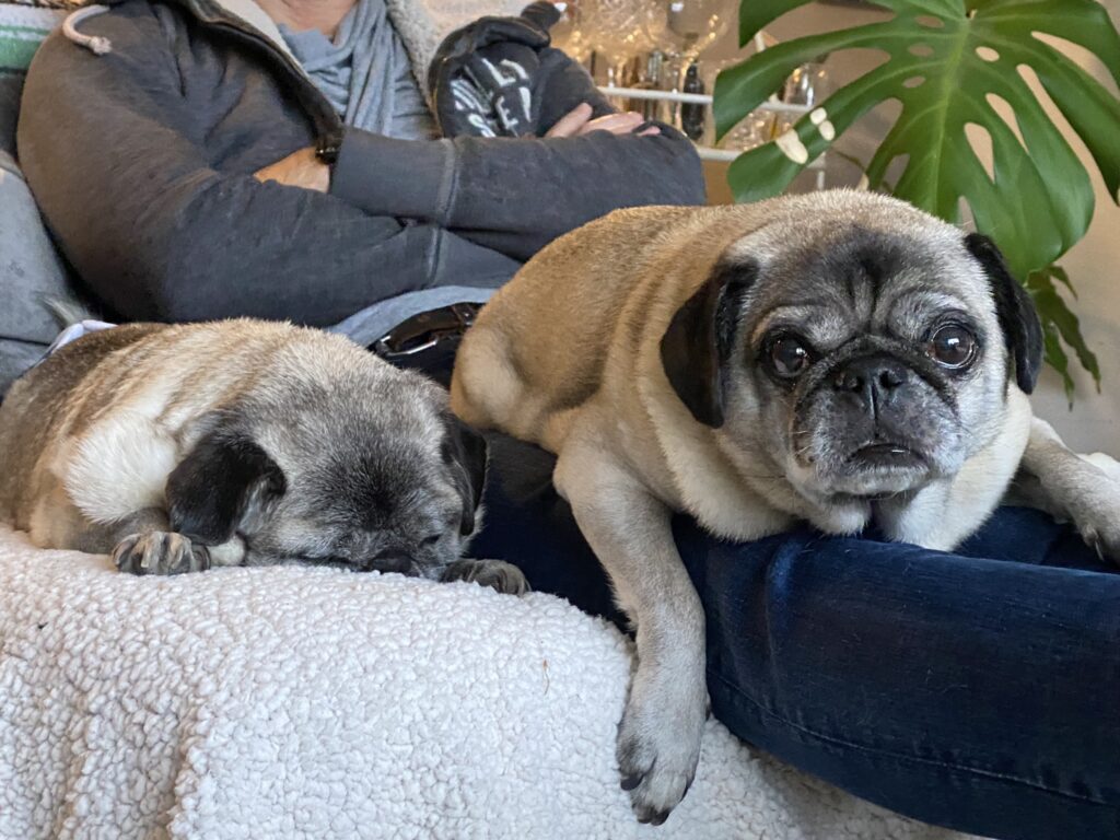 UnitedMind News November 2025 - IMG 6246 - Corporate Laughter Yoga Training & Workshop Specialists in the UK | Corporate Wellness & Workplace Wellbeing Programmes, Trainings & Workshops in London UK with Laughter Yoga Expert Lotte Mikkelsen IMG 6246 - Corporate Laughter Yoga Training & Workshop Specialists in the UK | Corporate Wellness & Workplace Wellbeing Programmes, Trainings & Workshops in London UK with Laughter Yoga Expert Lotte Mikkelsen