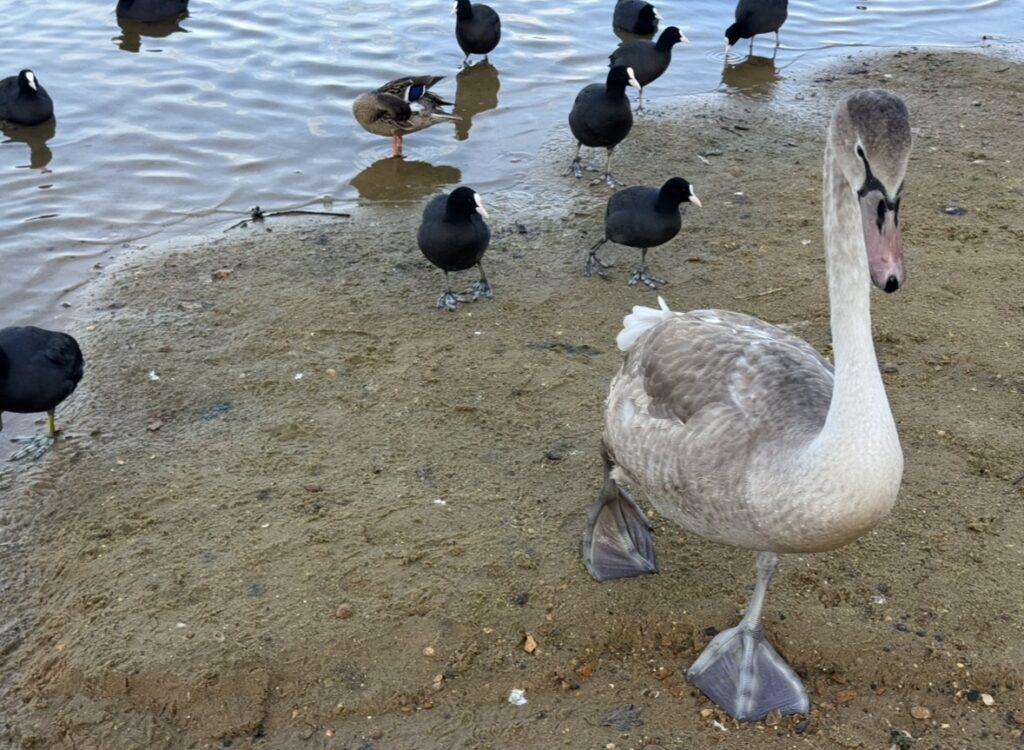 UnitedMind News March 2026 - IMG 2863 - Corporate Laughter Yoga Training & Workshop Specialists in the UK | Corporate Wellness & Workplace Wellbeing Programmes, Trainings & Workshops in London UK with Laughter Yoga Expert Lotte Mikkelsen IMG 2863 - Corporate Laughter Yoga Training & Workshop Specialists in the UK | Corporate Wellness & Workplace Wellbeing Programmes, Trainings & Workshops in London UK with Laughter Yoga Expert Lotte Mikkelsen