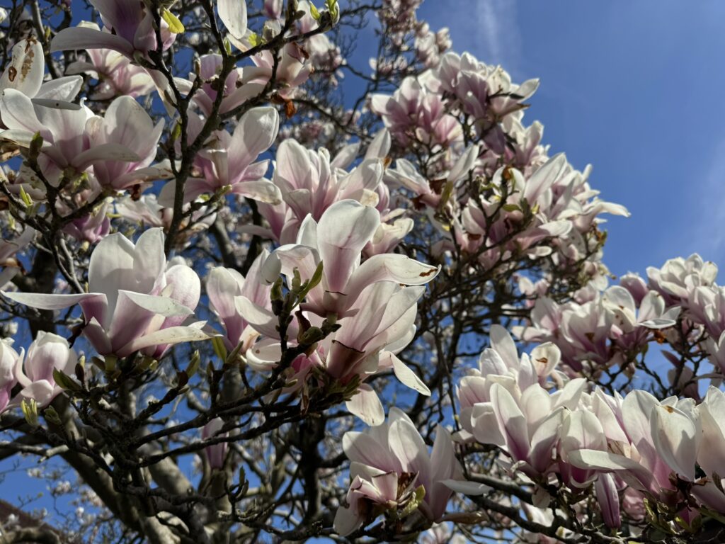 UnitedMind News April 2026 - IMG 3416 - Corporate Laughter Yoga Training & Workshop Specialists in the UK | Corporate Wellness & Workplace Wellbeing Programmes, Trainings & Workshops in London UK with Laughter Yoga Expert Lotte Mikkelsen IMG 3416 - Corporate Laughter Yoga Training & Workshop Specialists in the UK | Corporate Wellness & Workplace Wellbeing Programmes, Trainings & Workshops in London UK with Laughter Yoga Expert Lotte Mikkelsen