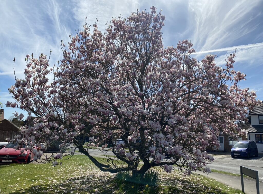 UnitedMind News April 2026 - IMG 3430 - Corporate Laughter Yoga Training & Workshop Specialists in the UK | Corporate Wellness & Workplace Wellbeing Programmes, Trainings & Workshops in London UK with Laughter Yoga Expert Lotte Mikkelsen IMG 3430 - Corporate Laughter Yoga Training & Workshop Specialists in the UK | Corporate Wellness & Workplace Wellbeing Programmes, Trainings & Workshops in London UK with Laughter Yoga Expert Lotte Mikkelsen